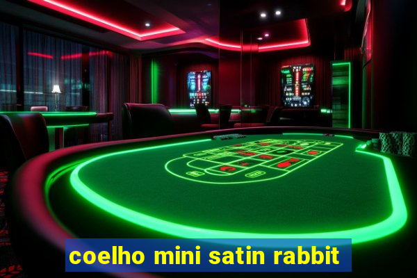 coelho mini satin rabbit